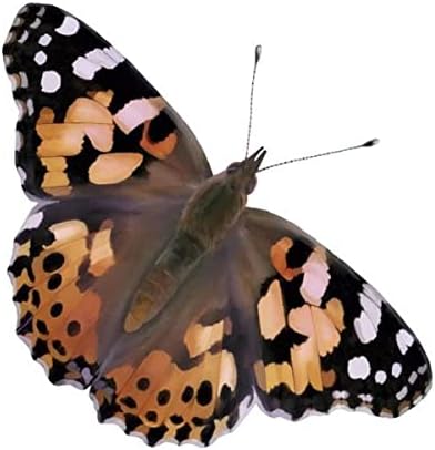 Insect Lore Butterfly Garden with Two Cups of Live Caterpillars, Life Cycle Figurines, English and Spanish Butterfly STEM Activity Journals | 10 Painted Lady Butterfly Baby Caterpillars