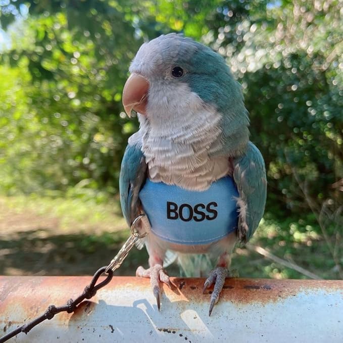 Bird Flight Harness Vest, Parrot Flight Suit with Leash, Bird Flying Clothes with Rope and Handle for Outdoor Activities (S)