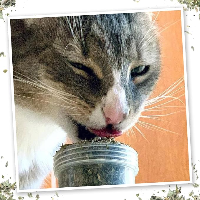 Meowijuana Meowi-Waui | Bud Shake and Catnip Blend | Large Bottle High Potency Blend | Premium Hand Harvested North American Catnip