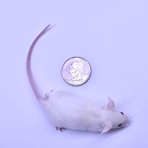 MiceDirect EST. 2003 125 Frozen Mice Weanling Feeders Snake Food for Juvenile Red Tail Boas Ball Python Adult Milk Snakes Corn Sand Boa (2-2.5 in) (1625 Grams Min)