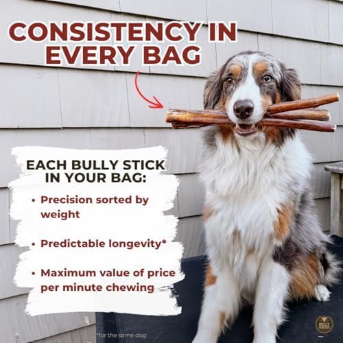 Bully Bunches Premium 6 Inch Thick Odour-Free Bully Sticks for Small & Medium Dogs - Consistently Sized, Long Lasting Chews for Oral Care - All Natural & Single Ingredient, 100% Beef Dog Treat (5 Pk)