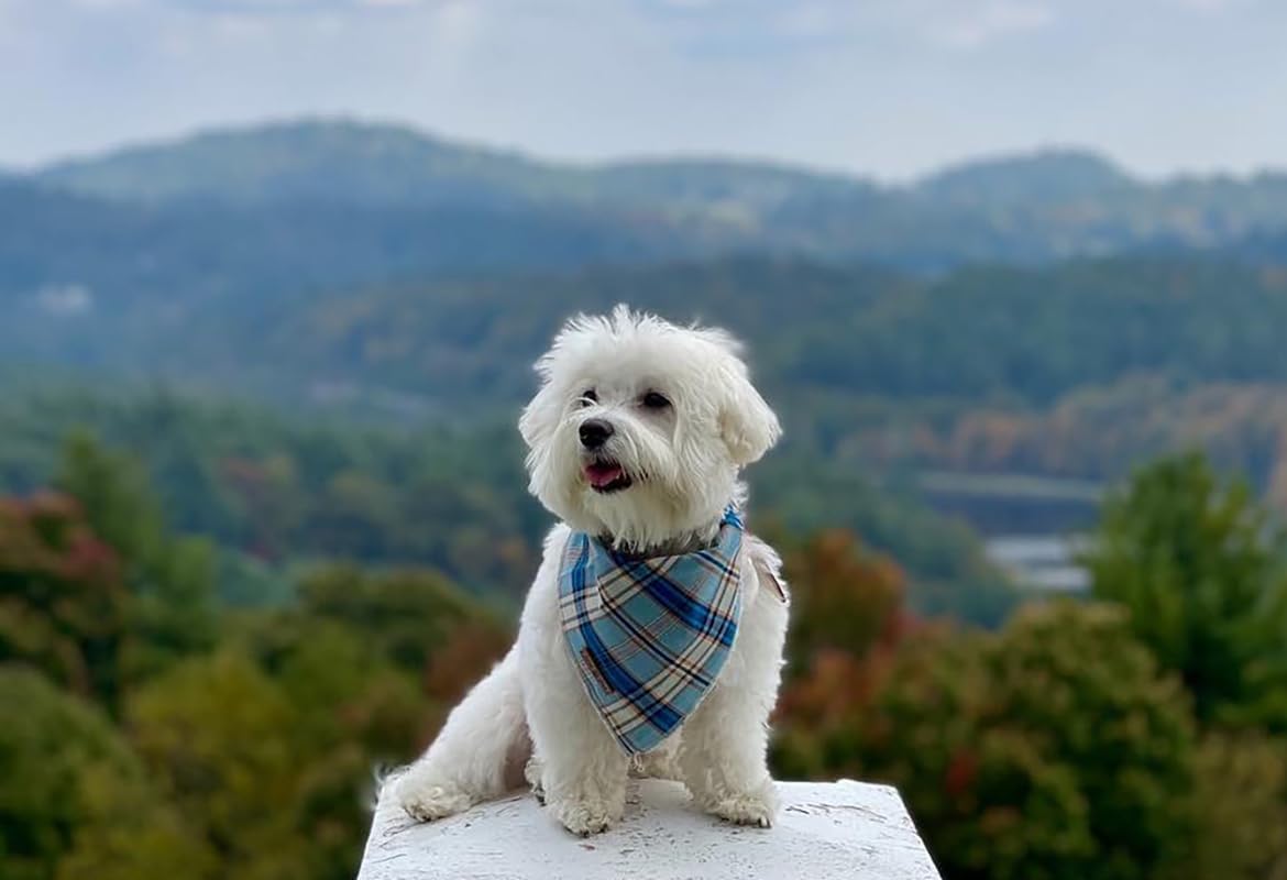Lionet Paws Dog Bandana for Small Medium Large Dogs, Cat Kerchief Blue Plaid, Triangle Bibs Scarf for Girl or Boy
