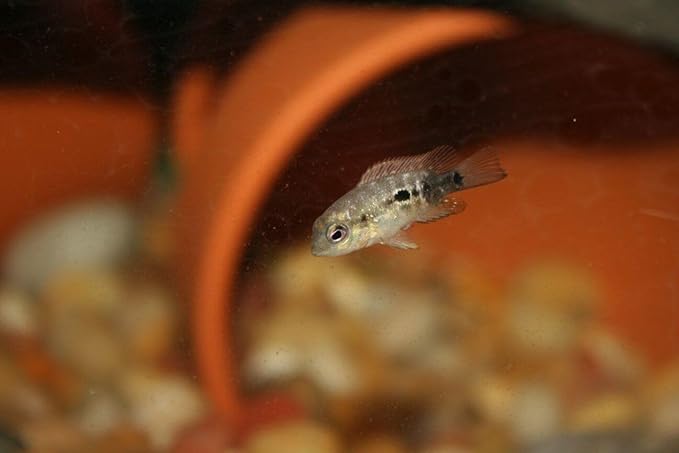 Aquatic Foods Inc. Golden Pearls 50-100 Microns for Tropical Fish Fry and Babies, for Corals, Anemones, Reef Tanks…3oz Squeeze Bottle