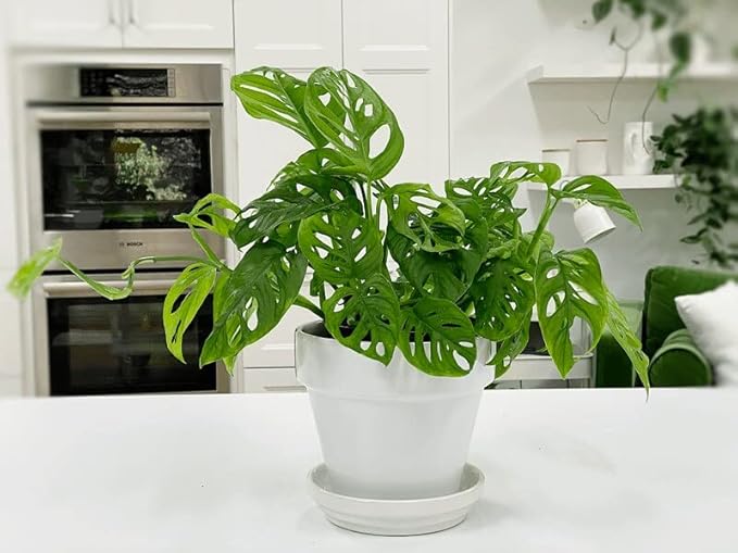 Gardenera Premium Swiss Cheese Plant Potting Mix - 10 QT - Monstera Deliciosa Blend for Optimal Nutrients and Drainage for Healthy Growth - (2 Bags of 5 Quart)