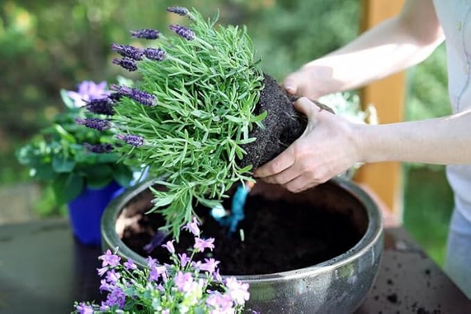 Organic Lavender Soil Mix by Gardenera - Provide The Best Growing Medium for Your Plants - 2 QUARTS