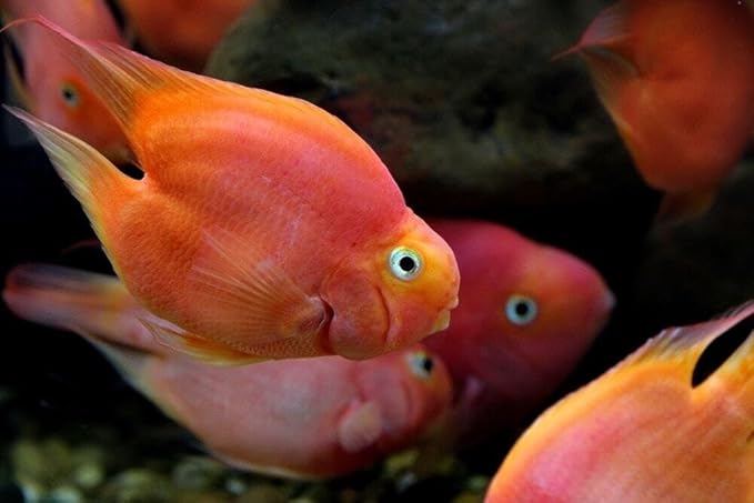 Aquatic Foods Inc. Ultra Intense Color Enhancing with a 10-Day Color Change, 1.5mm - 2mm Floating Pellets for Cichlids, Discus, All Baby and Small Tropical Fish & Pond Fish...1/2-lb Bag