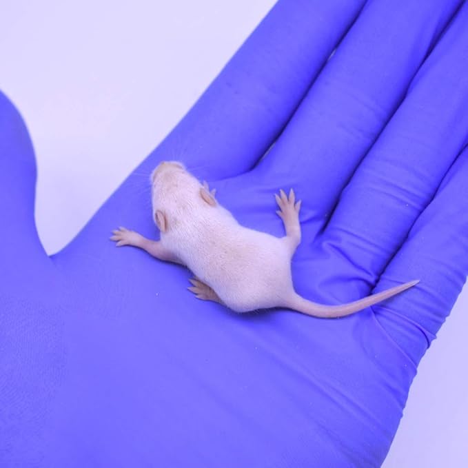 MiceDirect EST. 2003 75 Frozen Mice Small Fuzzie Feeders Snake Food for Juvenile Hognose Corn Milk (.5-1 in) (225 Grams Min)