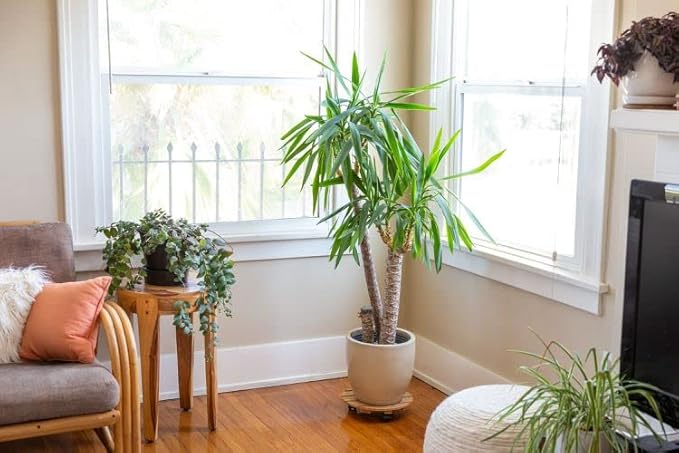 Gardenera's Premium Peace Lily Potting Mix The Perfect Growing Environment for Your Indoor Plants in Planters, Pots, and Containers [20 Quart Bag]