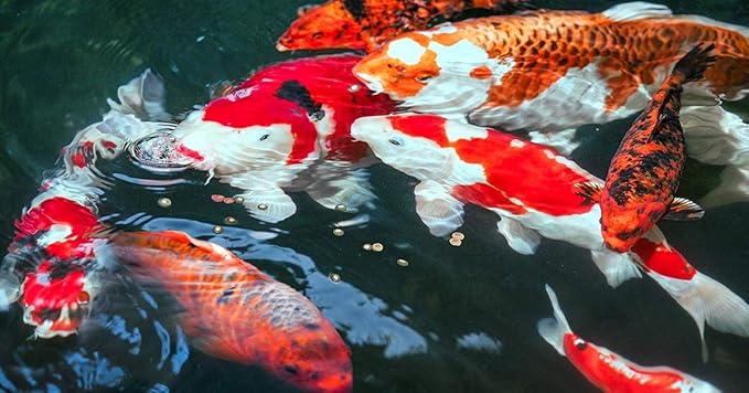 sera Koi Professional Summer 4.85lb | Energizing for Warm Seasons | Optimal Growth & Strong Immune System | Rich in Vitamins, Minerals, Proteins | for Water Temperatures Above 63°F