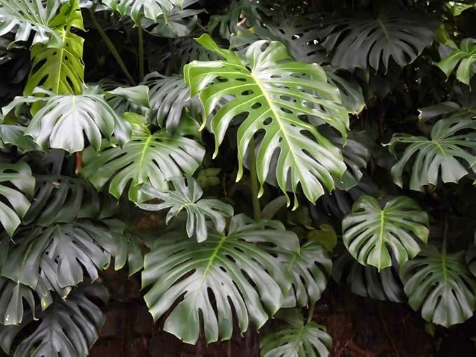 GARDENERA Premium Carambola Potting Soil Mix - Perfect Balance of Nutrients, Drainage, and Aeration for Thriving Starfruit Trees - 3 Quart