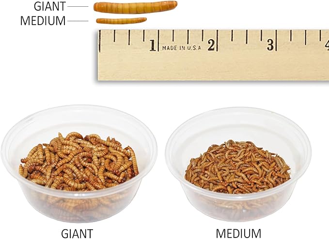 Exotic Nutrition Medium Live Mealworms (1/2") (5,000 Pack)