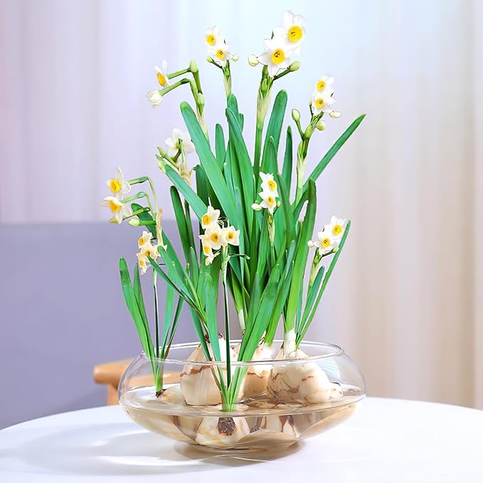 POPETPOP Clear Fish Bowl Vase - Round Plastic Shallow Planter, Hydroponic Planter Daffodil Pot, Lotus Bowl Planter, Fish Tank Aquarium Bowl