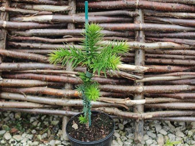 GARDENERA Premium Araucaria Potting Soil Mix - Perfect Balance of Nutrients, Drainage, and Aeration for Healthy Araucaria Trees - 3 Quart