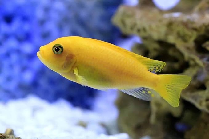 Aquatic Foods Inc. Brine Shrimp Sinking Bites for Guppies, Cichlids, Discus, Corys, Tetras, Bettas All Tropical Fish…1.4oz Squeeze Bottle