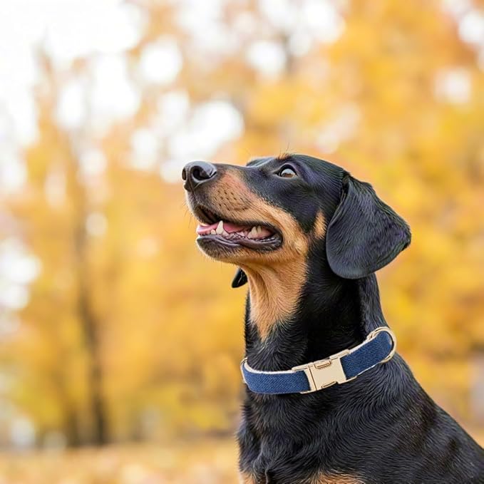 Soft Cotton Hemp Dog Collar with Metal Buckle Adjustable Tweed Dog Collars for Small Medium Large Dogs(Royal Blue,Medium)