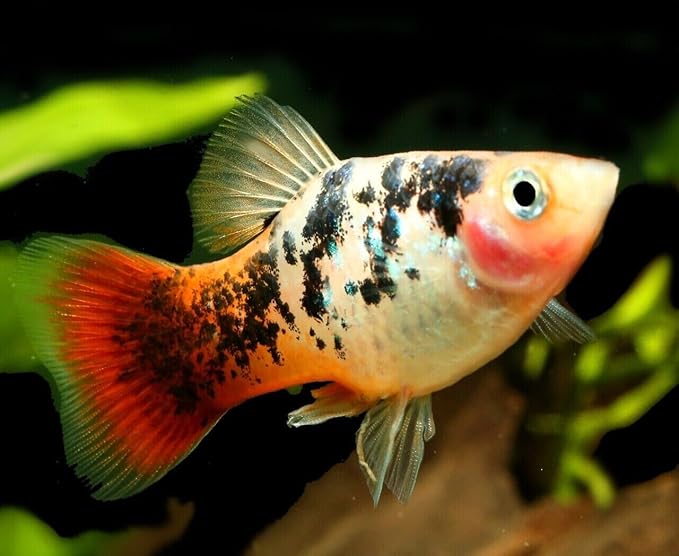 Aquatic Foods Inc. 1mm - 1/32, 35% Protein Economy Floating Pellets for All Community Fish, Tetras, Guppies, Angel Fish, Cichlids, Goldfish. All Tropical Fish - WL…2-lbs Foil Pouch Bag