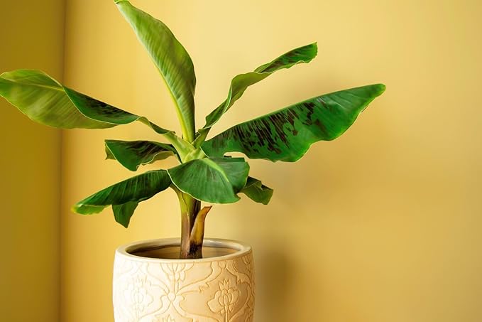 Gardenera Banana Tree Potting Mix - High-Performance Formula for Vibrant Growth and Abundant Fruit Production - Unlock The True Potential of Your Banana Trees (20 Quart)