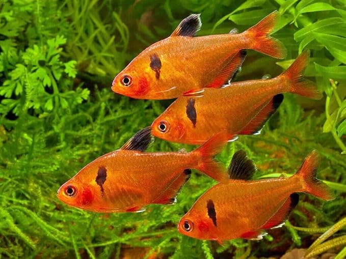 Aquatic Foods Inc. 0.5mm Tropical & Community Fish High Protein Micro Floating Pellets for Baby Cichlids, Bettas, Tetras, Guppies, Baby Koi & Pond Fish…2.5oz Squeeze Bottle