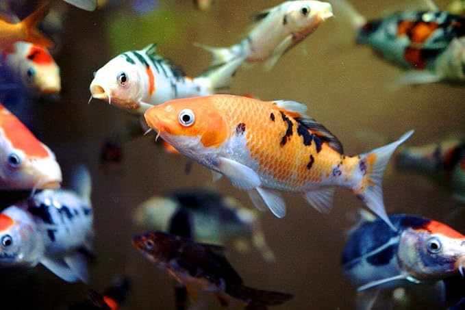 Aquatic Foods Inc. Goldfish Flakes, 42% Protein Color Enhancing and Spirulina Flakes for Aquarium & Pond Goldfish, Koi and All Pond Fish...WL…2-lbs Poly Bag