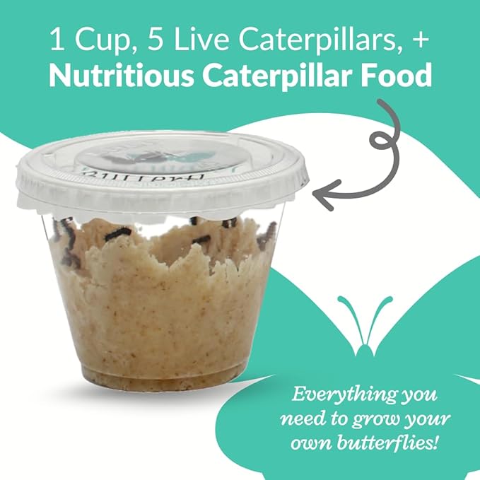 Clearwater Butterfly Live Painted Lady Butterflies - Butterfly Growing Kit with Live Caterpillars - Mesh Cage Included - Butterfly Habitat - 5 Live Caterpillars to Butterflies - Live Butterfly Kit