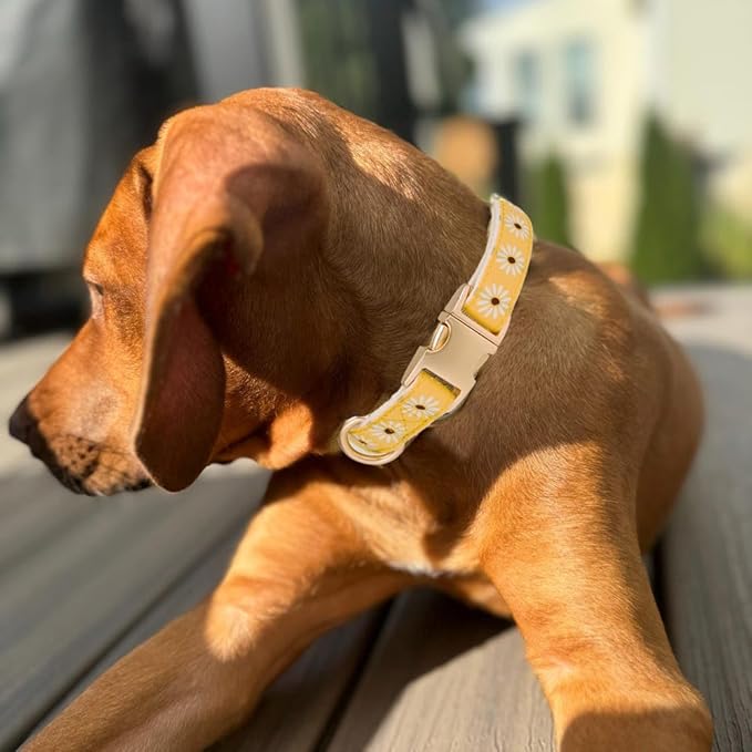 Woven Dog Collar with Metal Buckle Adjustable Jacquard Retro Dog Collars for Small Medium Large Dogs(Daisy,S)