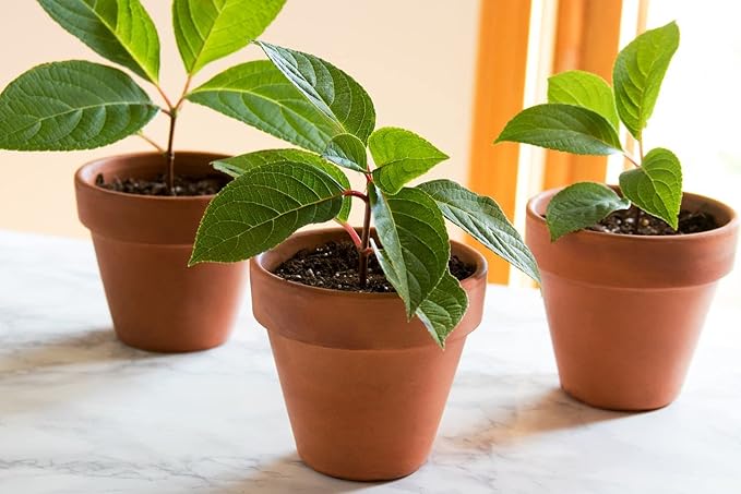 Premium Plant Propagation Potting Mix by Gardenera: Pre-Mixed and Ready to Use for Convenient Propagation - 2 Quart