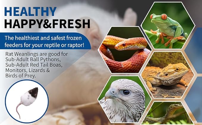 MiceDirect- 40 Rat Weanlings- Fresh Fast Frozen Food Feeders for SubAdult Ball Python Red Tail Boa Monitor Lizard Birds of Prey Pet Reptiles