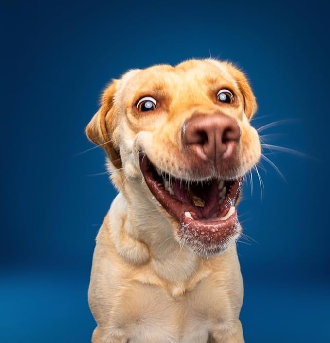 Nom Nom Beef Jerky Treats - All-Natural Dog Snacks for Training, Rewards, and Mealtime Toppers - Non-GMO, No Fillers, Preservatives or Added Ingredients - Prepared in the USA for Dogs