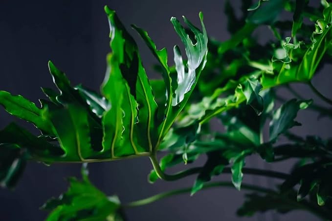 Gardenera Premium Split Leaf Philodendron Potting Mix - Hand-Crafted with Optimal Nutrients for Healthy Growth - 1 Quart