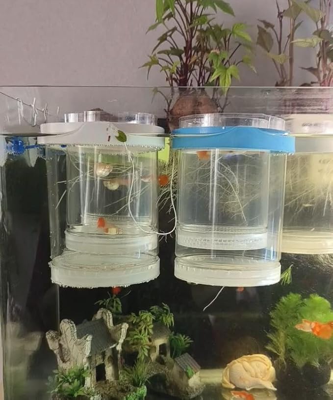Guppy Breeder Box Breeder Box for Fish Tank,Aquarium Fish Breeding Box, Floating Mesh Isolation Hatchery,Hatchery Incubator Isolation Box for Shrimp Clownfish(Large)