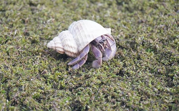 8oz Hermit Crabs Substrate, Ideal for Hermit Crab Supplies for Tank Habitat