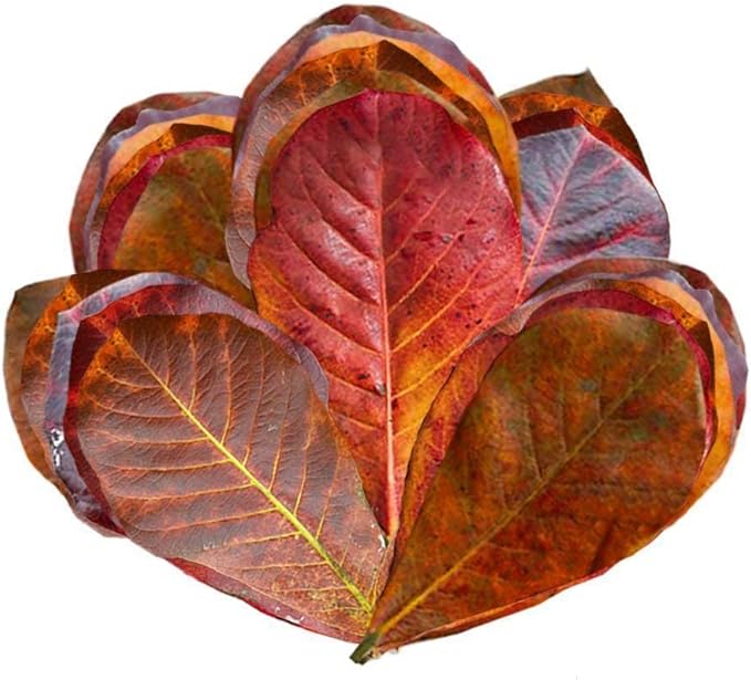 SunGrow 50 Pcs Hermit Crab Catappa Indian Almond Leaves, 2 inches Long, Mini Dried Leaves for Added Humidity, Delicious Crab Treat and Source of Cellulose