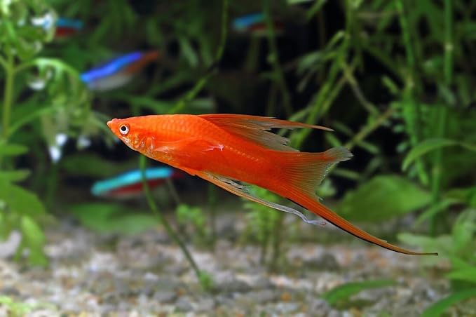 Aquatic Foods Inc. Guppy Sinking Granules Fish Food for Guppies, Endlers, Mollies, Platies, Swordtails, Groumis, Tetras, Catfish, Cichlids, All Community Tropical Fish…2oz Squeeze Bottle