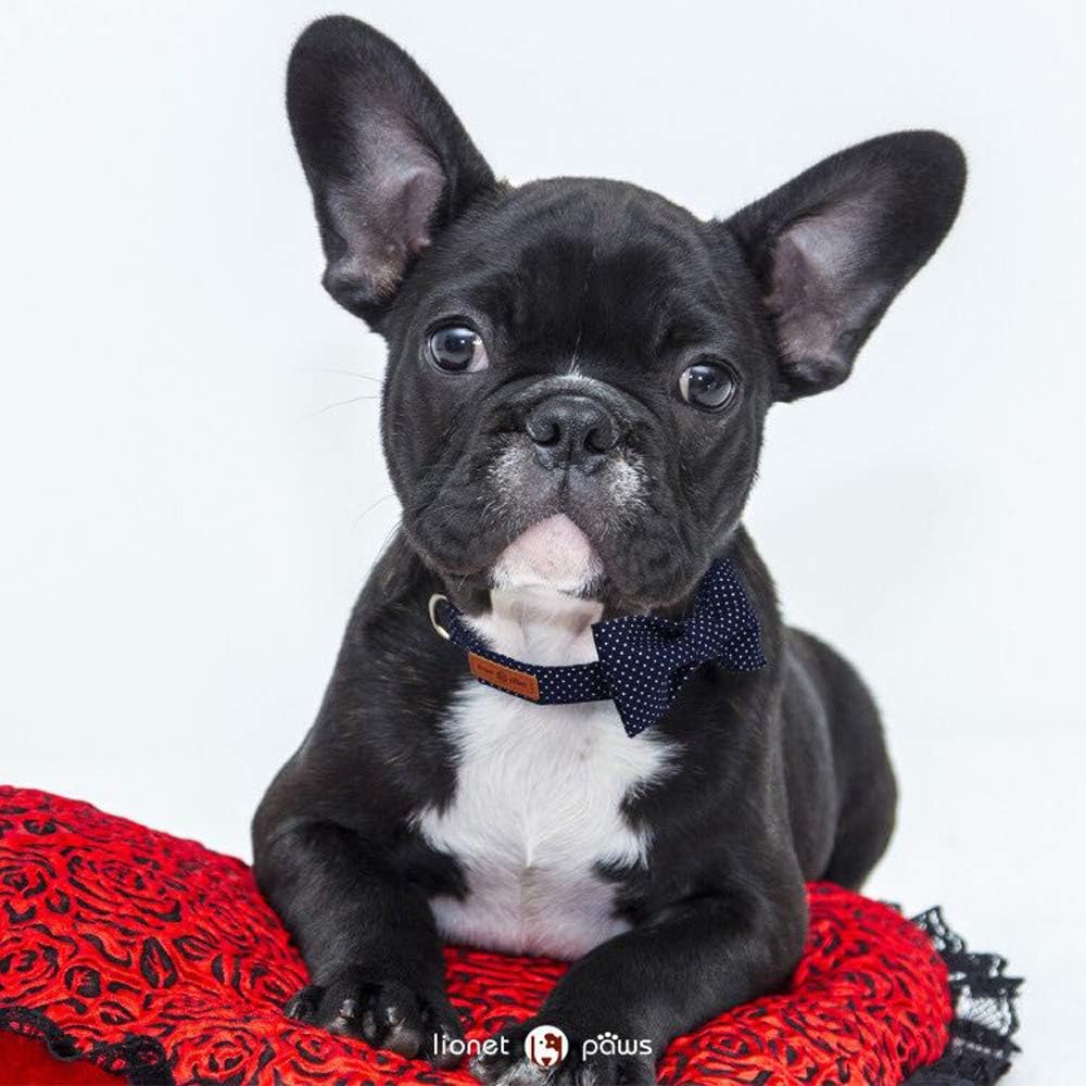 Lionet Paws Boy Dog Collar with Bowtie, Comfortable Adjustable Cute Navy Blue Bow Tie Collar for Male Puppies and Cats Gift, XS, Neck 8-12 inches