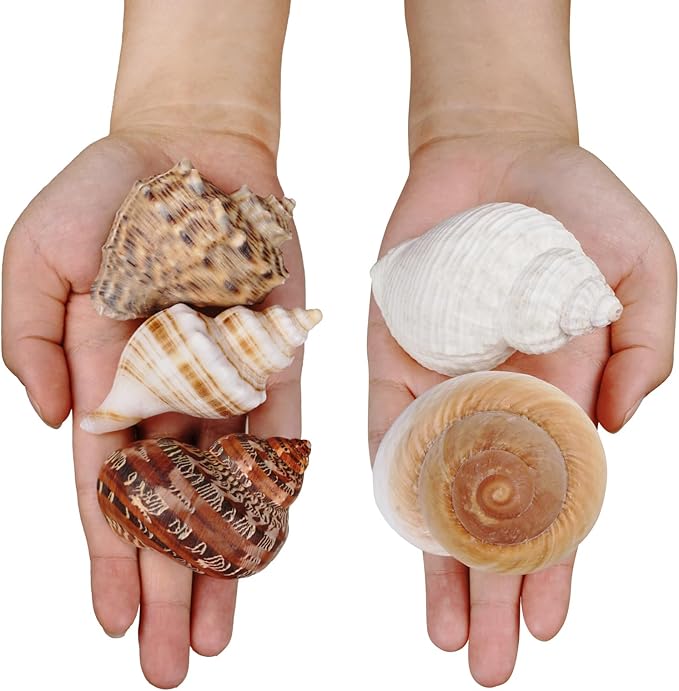 5Pcs Large Hermit Crab Shells Natural Sea Conch Size: 3"-3.5" Turbo Seashells for Hermit Crab Supplies Hermit Crab House for Décor No Paint or Dye