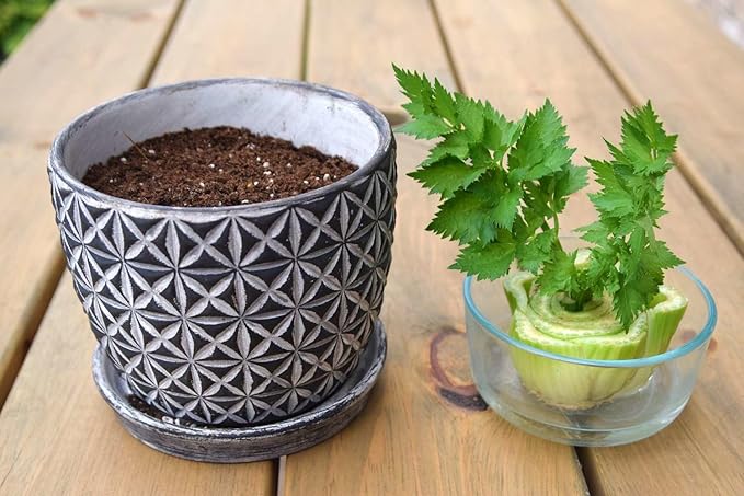 GARDENERA Premium Celery Potting Soil Mix - Optimal Nutrient-Rich Blend for Thriving and Crisp Celery Plants - 4 Quart