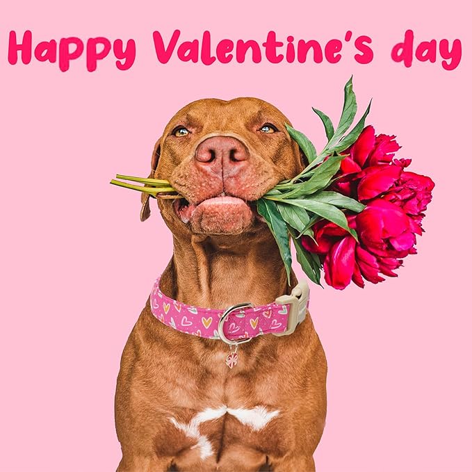 Faygarsle Valentine's Day Dog Collar, Pink Heart Pattern with Metal D-Ring and Heart Charm, Adjustable Pet Collar for Small Medium Large Dogs XS