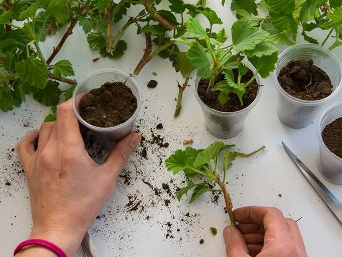 Elevate Your Plant Propagation Success with Gardenera's Premium Potting Mix: Canadian Peat Moss, Perlite, Warm Castings, and Lime - 4 Quart