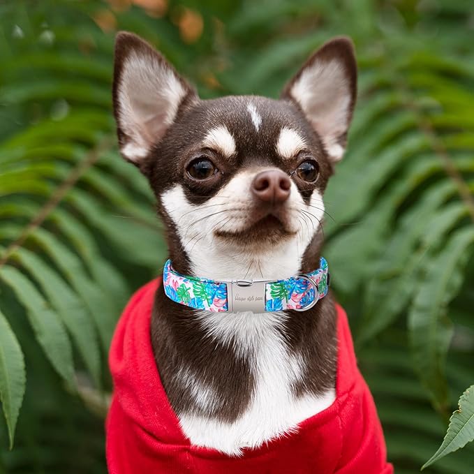Unique style paws Dog Collar Metal Buckle Painting Banana Leaves Collar Gift Durable Cute Collar for Small Medium Large Boys Girls Dogs