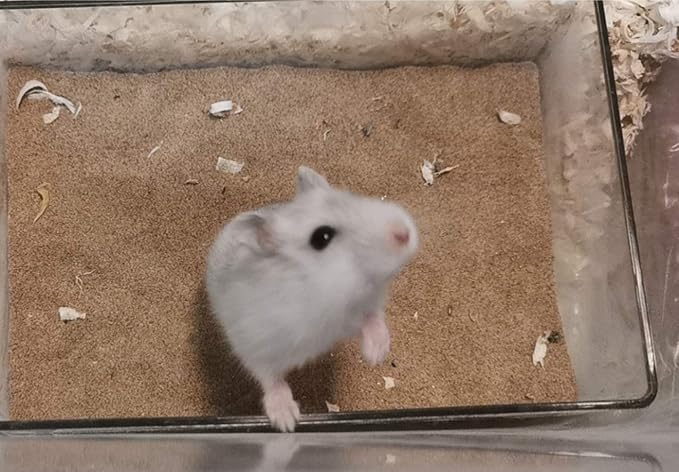 Cumuiu Hamster Sand Bathroom Clear Acrylic Toilet Tray Bathroom for Hedgehog Squirrel Hamster Guinea Pigs and Small Animal (Large)