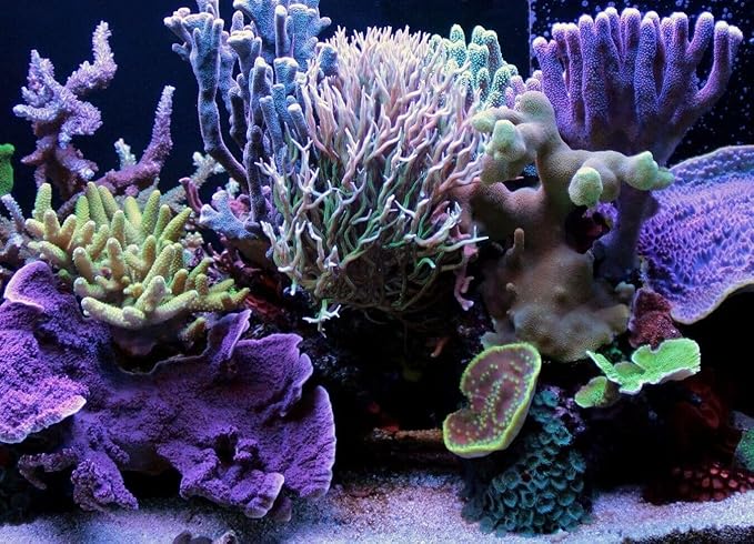 Aquatic Foods Inc. Freeze-Dried Cyclops/Copepods for Tropical Fish Fry and Babies, Nano & Micro Fish, Corals and Anemones…1oz Squeeze Bottle