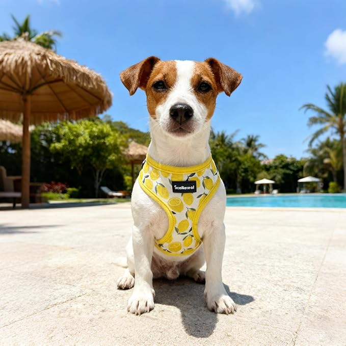 SCENEREAL Small Dog Harness and Leash Collar Set - No Pull Dog Harness for Small & Medium Sized Dogs - Soft Mesh Vest for Puppies, Chihuahua, Yorkie, Spring Summer Hiking Walking, Yellow Lemon S