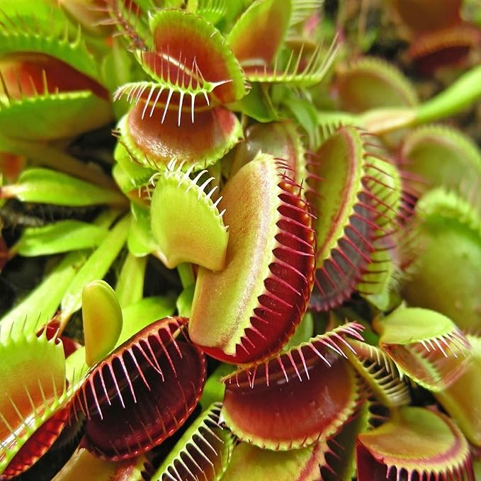Aquatic Foods Inc. Freeze Dried Bloodworms, Fresh Grade A Floating Bloodworms for All Tropical Fish, Bettas, Discus, Cichlids, Turtles, Carnivore Carnivorous Plants - 5oz Bag