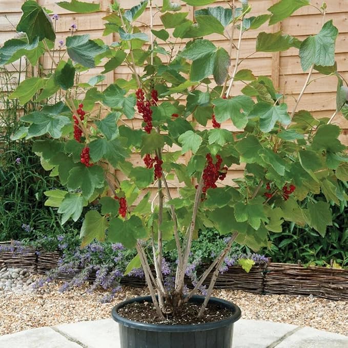 Gardenera Premium Currant Plant Potting Soil Mix - Optimal Nutrient-Rich Blend for Thriving and Juicy Currants - 3 Quart