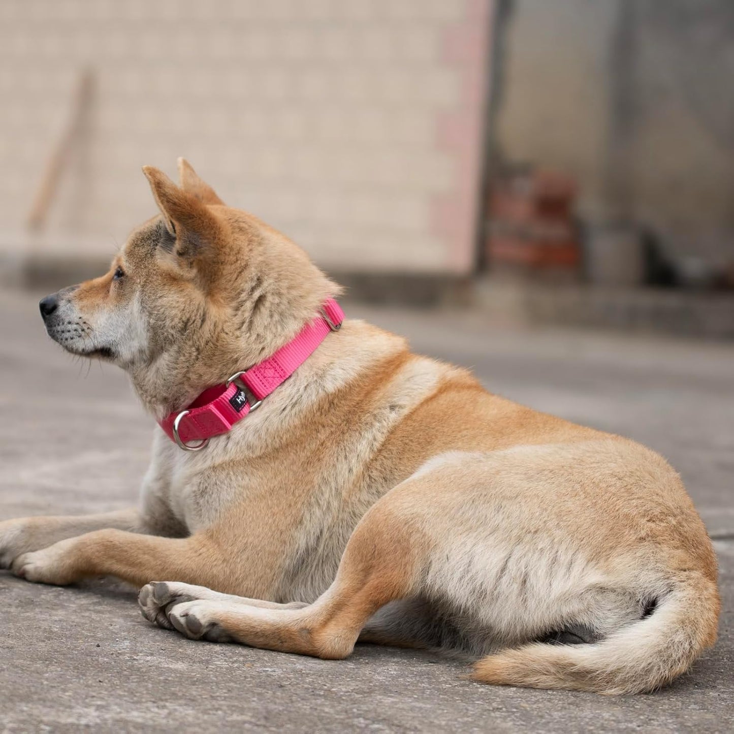 Hyhug Improved Design Nylon Webbing, Cold Water Washing Does Not Fade, Not Polluting Dog Hair, Wear Resistant and Not Prone to Fuzzing. No Slip Training Martingale Collar (Candy Pink, Medium)