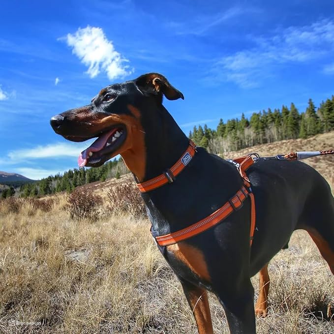 Coastal Pet K9 Explorer Reflective Adjustable Dog Collar - Comfortable Collar for The Outdoors - Durable, Lightweight Accessory with Side-Release Buckle - Goldenrod, 5/8" x 8-12"