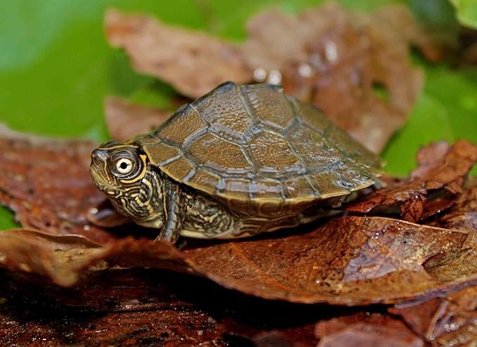 Aquatic Foods Inc. Aquatic Turtle 3/8" x 1/8" 30% Protein Floating Sticks for Aquatic & Semi Aquatic Red Ear, Painted. Map, Soft Shell Pond Turtles...WL…2-lbs Foil Pouch Bag