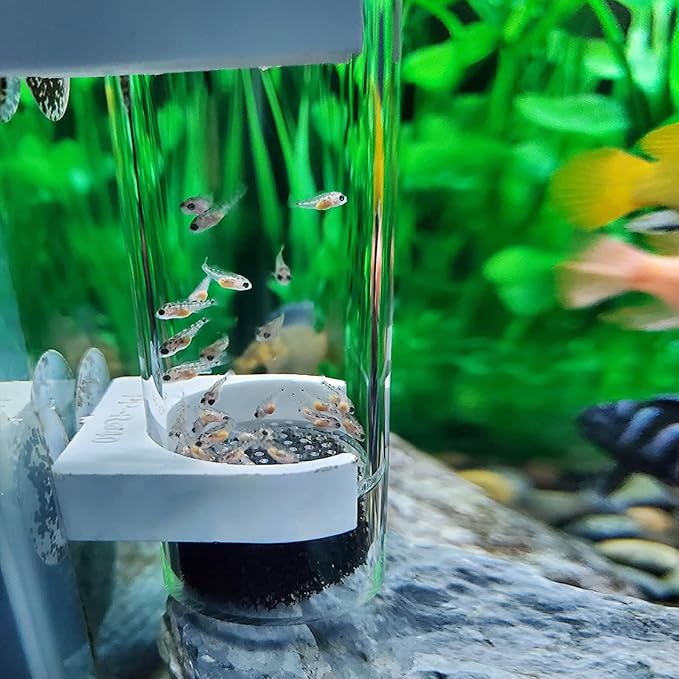 WEAVERBIRD 50mm Fish Hatchery Incubator, Aquarium Cichlids Egg Tumbler for Breeding in Tank