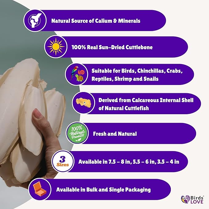 Birds LOVE Natural Cuttlebone for Birds & Reptiles – 100% Pure Sun-Dried Calcium Supplement – Supports Beak, Bone & Shell Strength – Safe Daily Use - 2 Pack with Holder, Size 3.5 to 4"