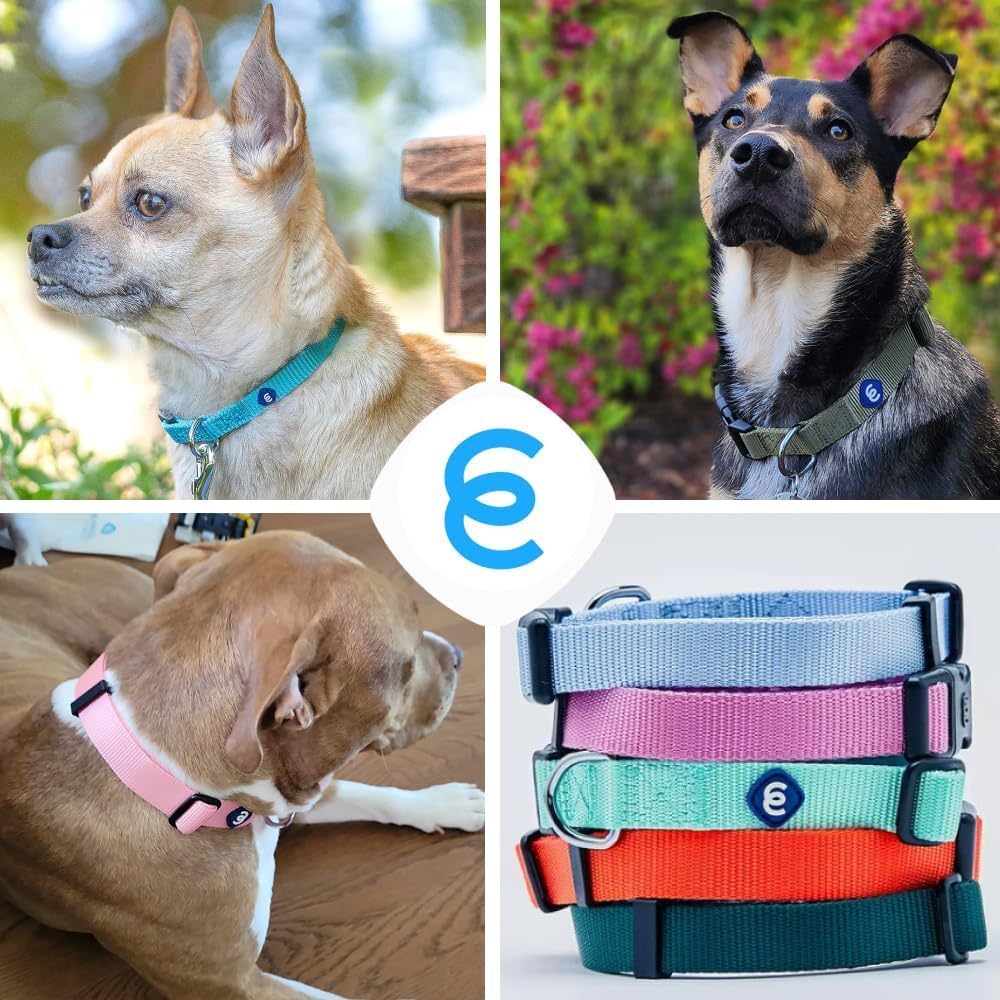 Blueberry Pet Essentials Medium Dog Collar in Flint Gray | Adjustable & Eco-Friendly Durable Nylon Strap | Classic Collar for Medium Dogs, Boy & Girl Pets